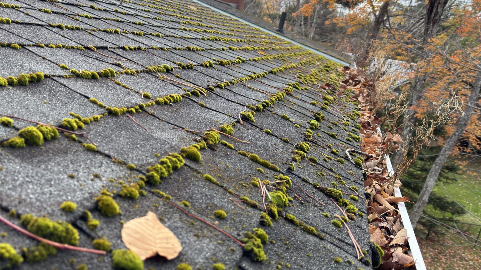 Moss growing between asphalt shingles on a Halifax roof